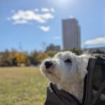 写真 白い犬がバギーから顔を出して空を見上げる